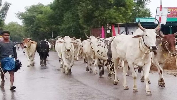 ভারতীয় গরুর দখলে কানাইঘাটের সড়কের বাজার, প্রশাসন নীরব