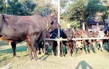 লালাখালে বিজিবির পৃথক অভিযান করে চোরাই পথে আসা  ৫২ গরু-মহিষ আটক