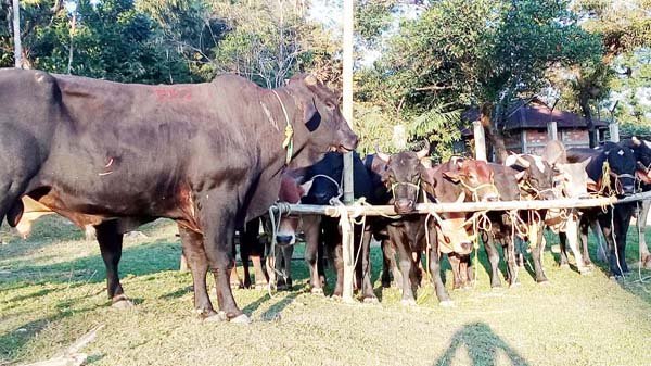 লালাখালে বিজিবির পৃথক অভিযান করে চোরাই পথে আসা  ৫২ গরু-মহিষ আটক