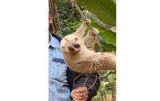 শ্রীমঙ্গলে চা- বাগান থেকে লজ্জাবতী বানর উদ্ধার