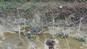 গোলাপগঞ্জে মস্তকহীন লাশ উদ্ধার