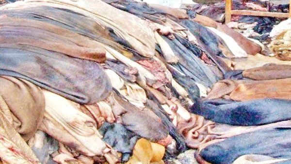 কোরবানির পশুর চামড়ার দাম নির্ধারণ করল সরকার।