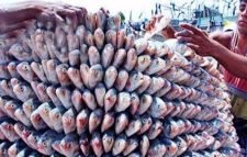 দুর্গাপূজায় ভারতে ১১ দিনে গেল ৫০৩ মেট্রিক টন ইলিশ