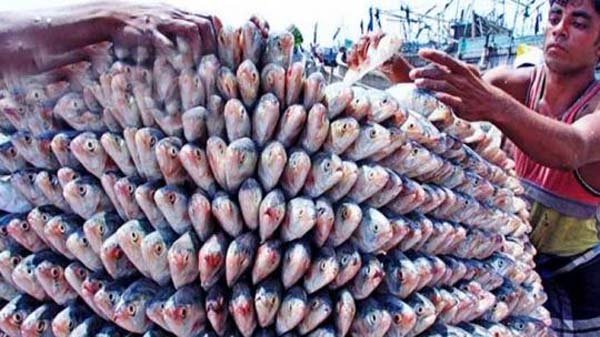 দুর্গাপূজায় ভারতে ১১ দিনে গেল ৫০৩ মেট্রিক টন ইলিশ