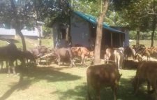 জৈন্তাপুরে ৫৬টি গরু-মহিষ আটক, নিলামে বিক্রি