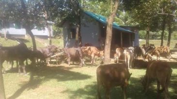 জৈন্তাপুরে ৫৬টি গরু-মহিষ আটক, নিলামে বিক্রি