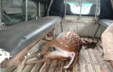 শ্রীমঙ্গলে গাড়ী চাপায় চিত্রা হরিণের মৃত্যু