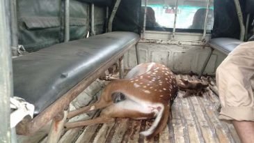 শ্রীমঙ্গলে গাড়ী চাপায় চিত্রা হরিণের মৃত্যু