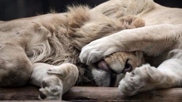 বার্সেলোনায় করোনায় আক্রান্ত হলো  চিড়িয়াখনার তিনটি সিংহি ও একটা সিংহ