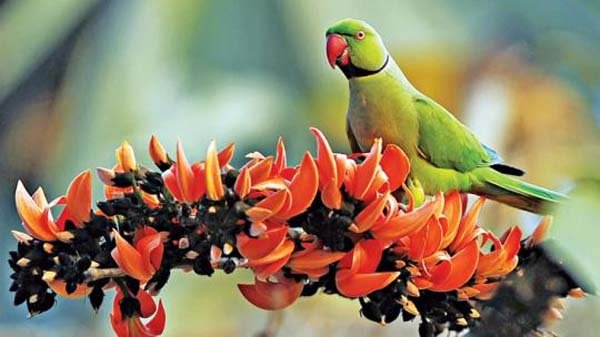 আজ ভালোবাসার দিন