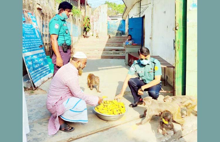চাষনী পীর মাজারে বানরদের খাবার দিলেন ওসি মাইনুল