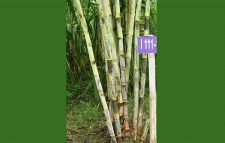 পাবনায় নতুন জাতের আখ উদ্ভাবন