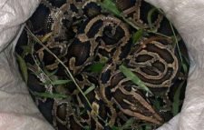 শ্রীমঙ্গলে চা বাগান থেকে অজগর সাপ উদ্ধার