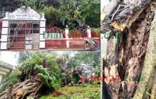 সিলেট নগরীতে ভেঙ্গে পড়লো শতবছরের পুরনো গাছ , জনমনে আতঙ্ক