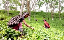 আজ জাতীয় চা দিবস