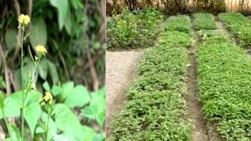 মৌলভীবাজারে ভাড়া নিয়ে সবজি চাষ ও চারা উৎপাদন করে জীবিকা নির্বাহ করছে কয়েক‘শ নারী উদ্যোক্তা :: DSTV