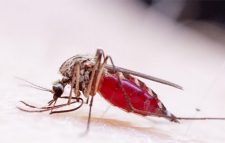 করোনার পর ভয় ধরাচ্ছে জিকা ভাইরাস