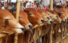 কোরবানির পশু অনলাইনে ক্রয়-বিক্রয়ের অনুরোধ মৎস্য মন্ত্রণালয়ের
