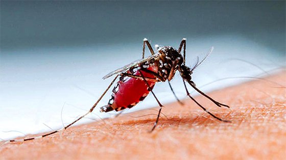২৪ ঘণ্টায় ৮১ জন ডেঙ্গু রোগী শনাক্ত