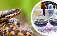 হবিগঞ্জে ৯০ কোটি টাকার সাপের বিষ জব্দ