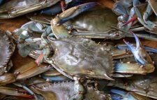 চীনের ফের শুরু কাঁকড়া রপ্তানি