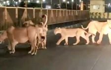 নগর পরিদর্শনে সিংহ পরিবার