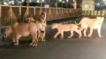 নগর পরিদর্শনে সিংহ পরিবার