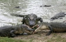 যানজটে বিরক্ত হয়ে কুমিরে ভরা নদীতে ঝাঁপ