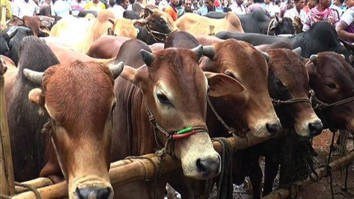 এবার যেভাবে বেচাকেনা হবে কোরবানির পশুর হাটে