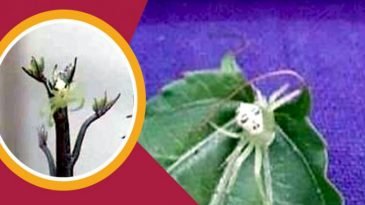 মৌলভীবাজারে নারী মুখের আকৃতির মাকড়সা!