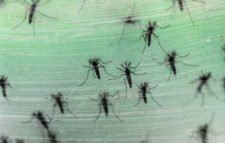 ভারতে জিকাভাইরাস সংক্রমণ, সতর্কতা জারি রাজ্য সরকারের