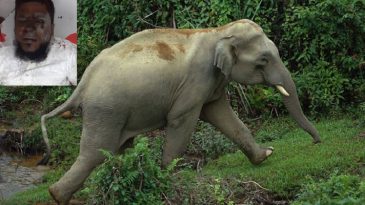 বন্যহাতির আক্রমণে মসজিদের ইমাম আহত