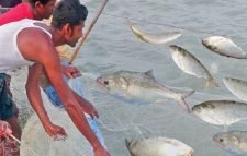 মধ্যরাত থেকে ইলিশ ধরা শুরু