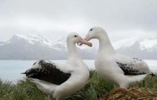 হাজার হাজার পাখির ‘ডিভোর্স’!