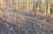 পুড়ে ছাই লাঠিটিলা সংরক্ষিত বন, জানে না বনবিভাগ