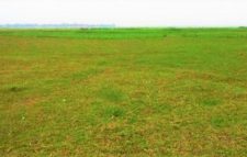 জমির প্রায় ৪০ শতাংশই পড়ে আছে পতিত