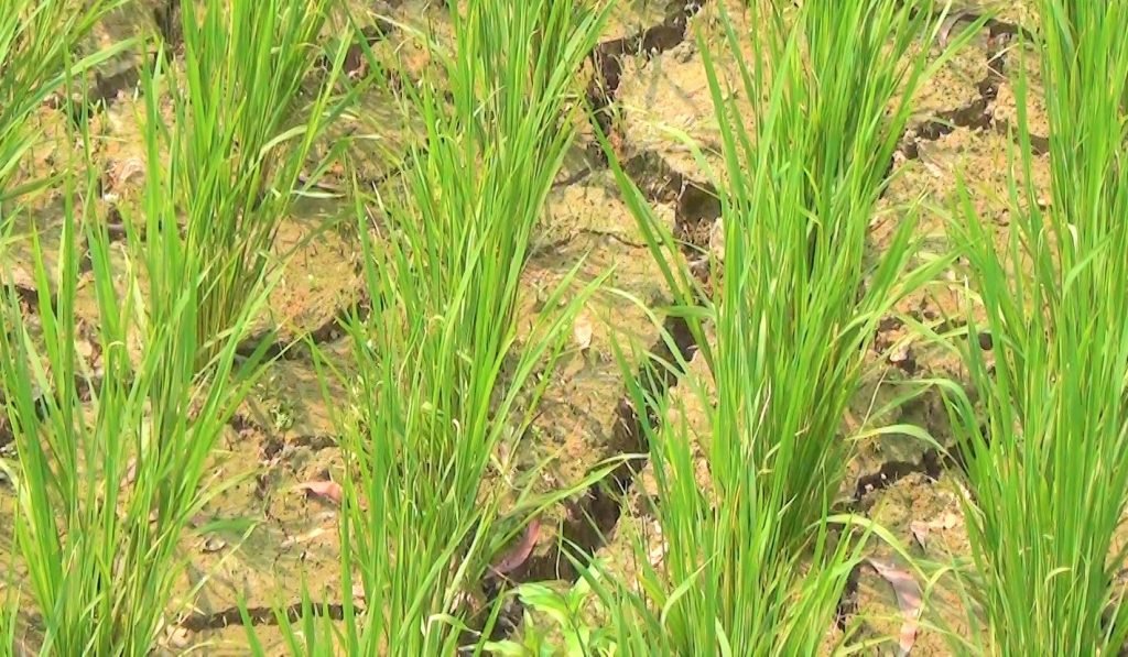 মৌলভীবাজারে পানি সংকটে বোরো জমিঃ দুশ্চিন্তায় দিন কাটাচ্ছেন কৃষক