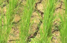 মৌলভীবাজারে পানি সংকটে বোরো জমিঃ দুশ্চিন্তায় দিন কাটাচ্ছেন কৃষক