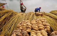 জাতীয় পাট দিবস আজ