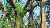 দাড়িয়ে আছে কয়েক শতবর্ষী একটি বটবৃক্ষ: বটবৃক্ষটির প্রাকৃতিক ভাবে জন্মেছে