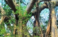 দাড়িয়ে আছে কয়েক শতবর্ষী একটি বটবৃক্ষ: বটবৃক্ষটির প্রাকৃতিক ভাবে জন্মেছে
