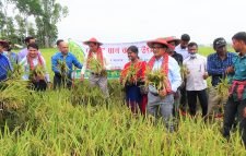  বোরো ধানের বাম্পার ফলন : হাওরে আনুষ্ঠানিক ভাবে ধান কর্তন শুরু