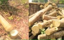 আগর গাছ পাচারকালে আটক ৩