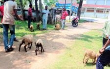 এমপিকে দিয়ে উদ্বোধন করিয়েছি, যা পারেন লিখেন বলেছেন উপজেলা প্রাণিসম্পদ কর্মকর্তা ডা. মো. আরিফ মঈনউদ্দিন
