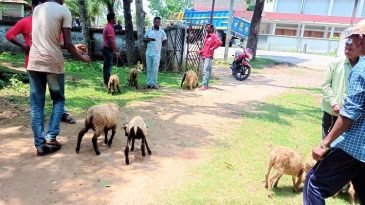 এমপিকে দিয়ে উদ্বোধন করিয়েছি, যা পারেন লিখেন বলেছেন উপজেলা প্রাণিসম্পদ কর্মকর্তা ডা. মো. আরিফ মঈনউদ্দিন