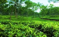 শমশেরনগর চা-বাগানের এক নারী শ্রমিকের মৃত্যু