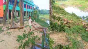 নিয়মবর্হিভূর্ত ভাবে প্রাথমিক বিদ্যালয়ের গাছ বিক্রি করে দিলেন প্রধান শিক্ষক