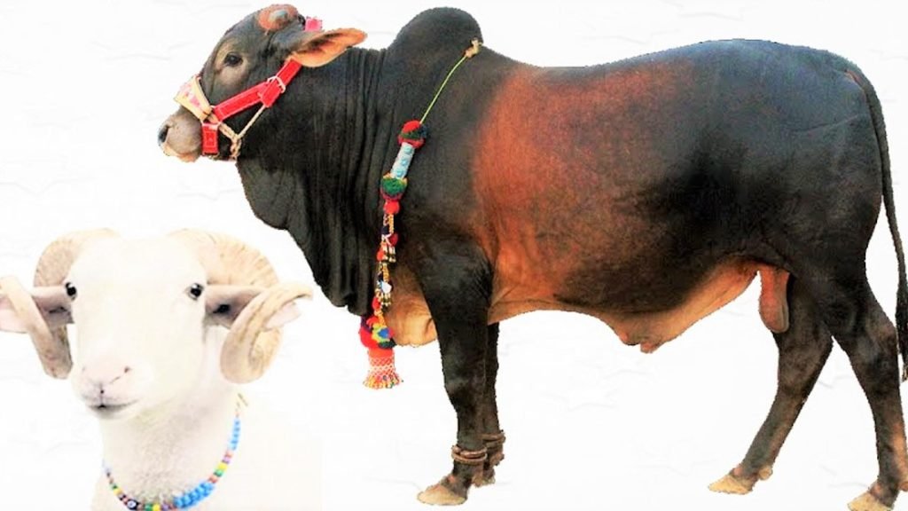 কোরবানি ও আকিকা একসঙ্গে দেওয়া যাবে?