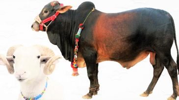 কোরবানি ও আকিকা একসঙ্গে দেওয়া যাবে?