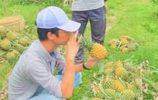 মৌলভীবাজারে আনারস পাতা থেকে ‘উন্নতমানের’ সুতা তৈরির সম্ভাবনা